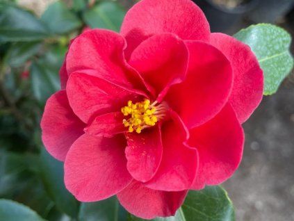 Kamélie síťovaná 'Mary Williams'  Camellia reticulata 'Mary Williams'