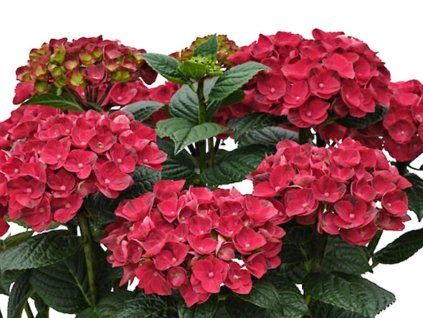 Hortenzie velkolistá 'Rana' PBR  Hydrangea macrophylla 'Rana' PBR