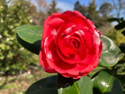 Kamélie japonská 'Giordano Santorelli'  Camellia japonica 'Giordano Santorelli'
