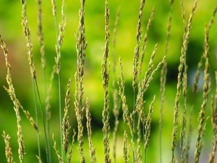 Bezkolenec modrý 'Torch' - Molinia caerulea 'Torch'  Molinia caerulea 'Torch'