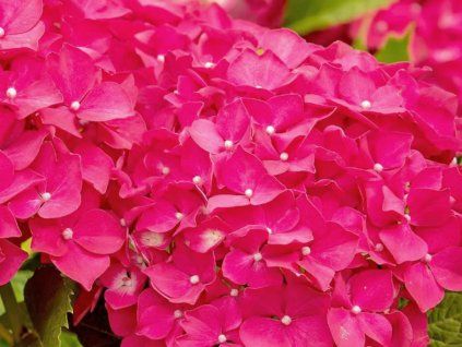 Hortenzie velkolistá Rebellion® 'Ferrari Love'  Hydrangea macrophylla 'Rebellion® 'Ferrari Love'