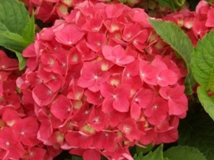Hortenzie velkolistá 'Red Power®'  Hydrangea macrophylla 'Red Power®'