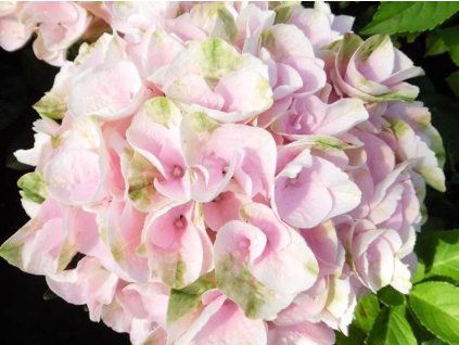 Hortenzie velkolistá Rembrandt® 'Elegant Rosa'  Hydrangea macrophyllaRembrandt® 'Elegant Rosa'