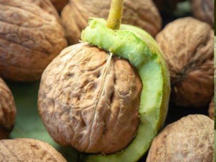 Ořešák královský 'Fernette' - kontejner  Juglans regia 'Fernette'