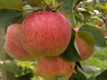 Jabloň 'Piros' - kontejner  Malus domestica 'Piros'