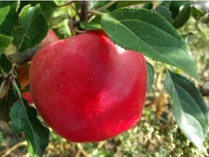 Jabloň 'Skaistis (Brighty)' - kontejner  Malus domestica 'Skaistis (Brighty)'