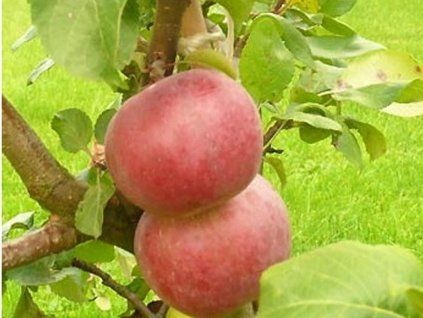 Jabloň 'Antej' - kontejner  Malus domestica 'Antej'