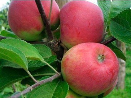 Jabloň 'Krasnaja raniaja' - kontejner  Malus domestica 'Krasnaja raniaja'