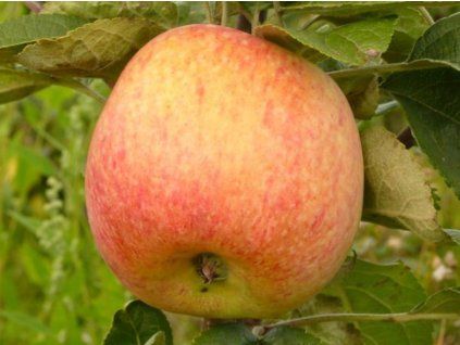 Jabloň 'Konfetnaja' - kontejner  Malus domestica 'Konfetnaja'