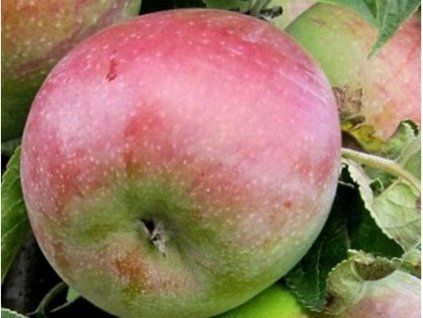 Jabloň sloupovitá 'Cumulus' - kontejner  Malus domestica 'Cumulus'