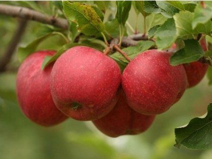 Jabloň 'Gala Brookfield' - kontejner  Malus domestica 'Gala Brookfield'