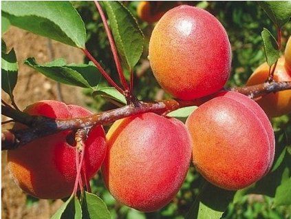 Meruňka 'Tsunami' - kontajner  Prunus armeniaca 'Tsunami'
