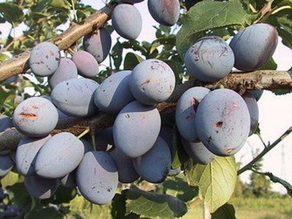 Švestka 'Topking®' - kontejner  Prunus domestica 'Topking®'
