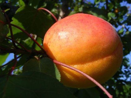 Meruňka 'Ceglédská nachová' - kontejner  Prunus armeniaca 'Ceglédská nachová'