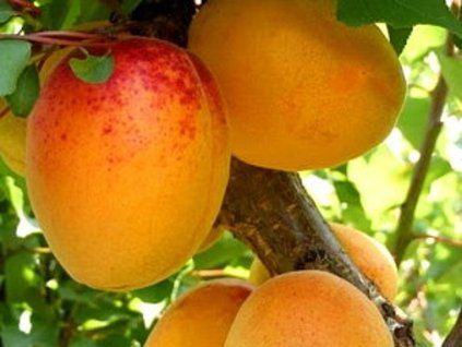 Meruňka 'Mandlová' - kontejner  Prunus armeniaca 'Mandlová'