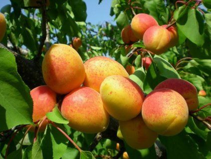 Meruňka 'Sadová obří' - kontejner  Prunus armeniaca 'Sadová obří'
