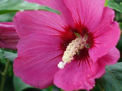 Ibišek syrský 'Red Devil'®  Hibiscus syriacus 'Red Devil'®