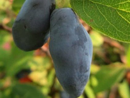 Zimolez kamčatský 'Blue Pacific'  Lonicera kamtschatica 'Blue Pacific'