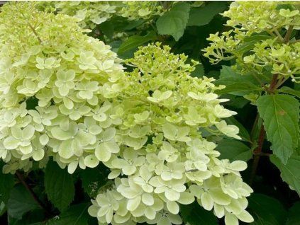 Hortenzie latnatá 'Ruby Hobbit'  Hydrangea paniculata 'Ruby Hobbit'