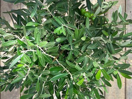 Olivovník evropský 'Olivia'  Olea europaea'Olivia'