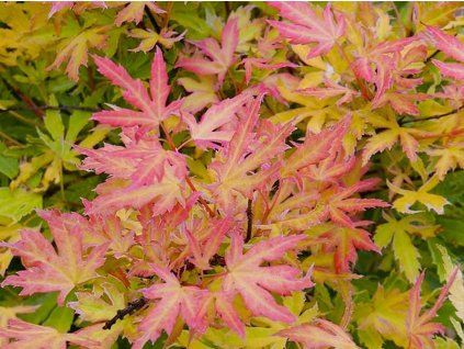 Javor dlanitolistý 'Metamorphosa'®  Acer palmatum 'Metamorphosa'®