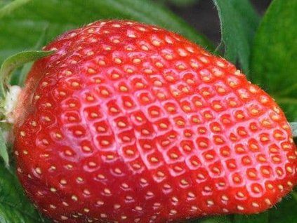 Jahodník  'Colossus®'  Fragaria ananassa 'Colossus®'