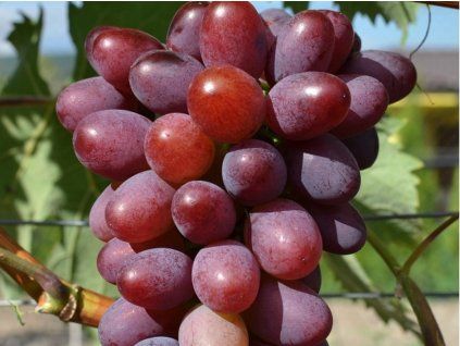 Réva vinná 'Saturn Seedless'  Vitis vinifera 'Saturn Seedless'