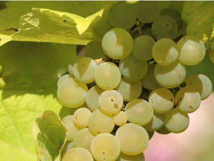 Réva vinná 'Kišmiš 311'  Vitis vinifera 'Kišmiš 311'