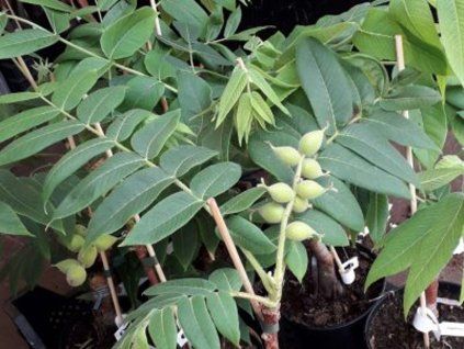 Ořešák japonský  'Stealth'  Juglans ailantifolia 'Stealth'