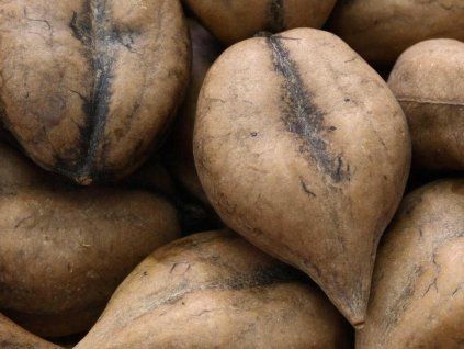 Ořešák japonský 'Simcoe'  Juglans ailantifolia 'Simcoe'