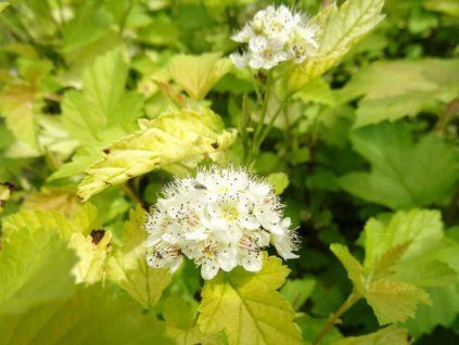 Tavola kalinolistá 'Nugget'  Physocarpus opulifolius 'Nugget'