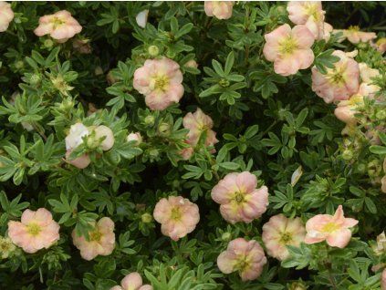 Mochna křovitá 'Bella Apple'®  Potentilla fruticosa 'Bella Apple'®