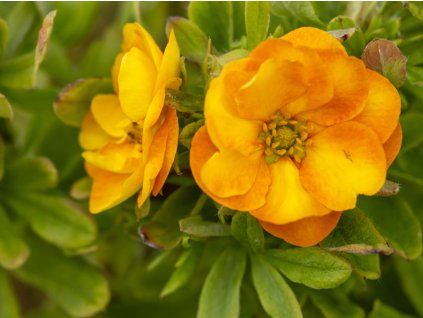 Mochna křovitá 'Marmalade’®  Potentilla fruticosa 'Marmalade’®