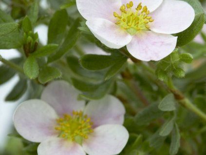 Mochna křovitá 'Pretty Polly'  Potentilla fruticosa 'Pretty Polly'