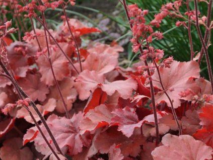Dlužicha villosa 'Carnival Fire' - Heuchera villosa 'Carnival Fire'  Heuchera villosa 'Carnival Fire'