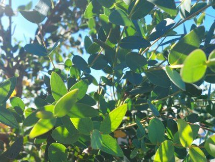 Blahovičník parvula 'Small Leaved Gum'  Eucalyptus parvula 'Small Leaved Gum'