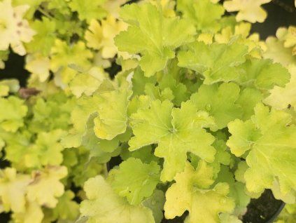 Dlužicha villosa 'Carnival Lime' - Heuchera villosa 'Carnival Lime'  Heuchera villosa 'Carnival Lime'