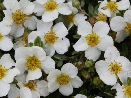 Mochna křovitá 'Tilford Cream'  Potentilla fruticosa 'Tilford Cream'