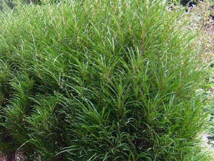 Krušina olšová 'Ron Williams'  Rhamnus frangula 'Ron Williams'
