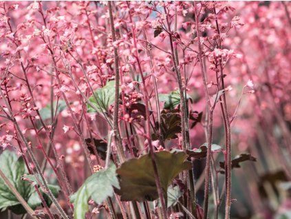 Dlužicha 'Hip Hip Hooray' - Heuchera 'Hip Hip Hooray'  Heuchera 'Hip Hip Hooray'