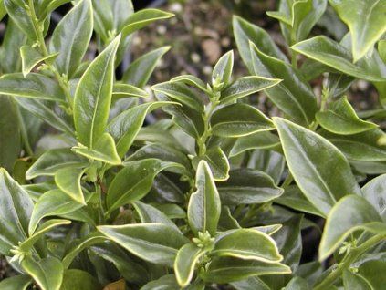Masoplodka 'Dragon Gate'  Sarcococca ruscifolia 'Dragon Gate'