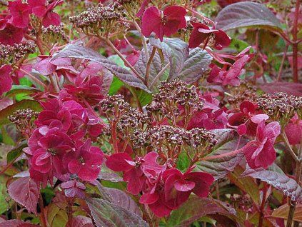 Hortenzie pilovitá 'Choco Strawberry' PBR  Hydrangea serrata 'Choco Strawberry' PBR'