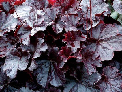 131851 dluzicha northern exposure black heuchera northern exposure black