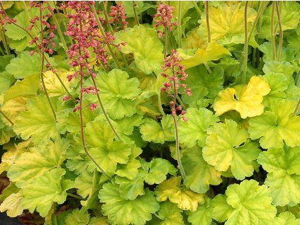 Dlužicha 'Northern Exposure Lime' - Heuchera 'Northern Exposure Lime'  Heuchera 'Northern Exposure Lime'