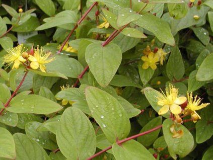 Třezalka nevonná 'Rheingold'  Hypericum inodorum 'Rheingold'