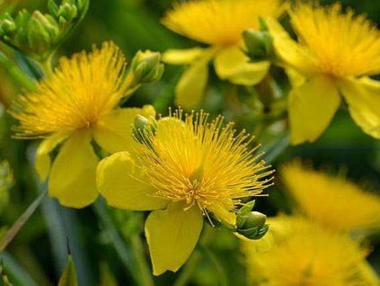 Třezalka tříkvětá 'Gemo'  Hypericum kalmianum 'Gemo'