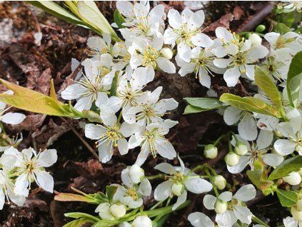 Višeň písečná  Prunus pumila depressa