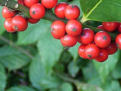 Cesmína ostrolistá 'Mystic Orbs'®  Ilex aquifolium 'Mystic Orbs'®