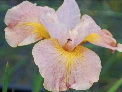 Kosatec sibiřský 'Sandy River Belle' - Iris sibirica 'Sandy River Belle'  Iris sibirica 'Sandy River Belle'