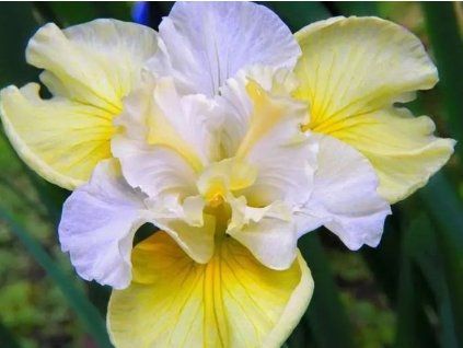 Kosatec sibiřský 'Yellow Tail' - Iris sibirica 'Yellow Tail'  Iris sibirica 'Yellow Tail'